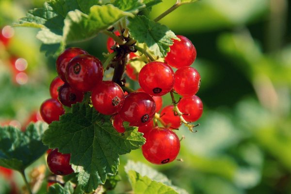 Кракен официальный сайт krakens13 at